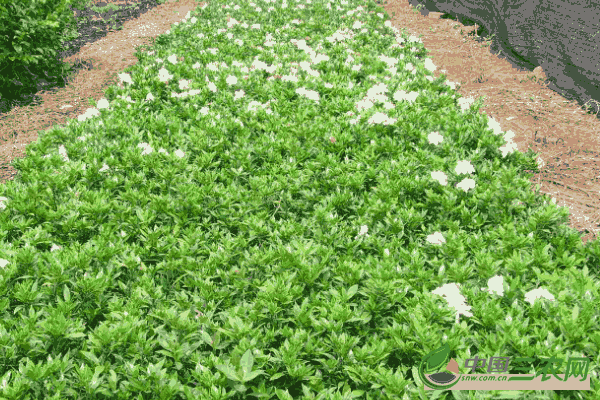 种植栀子花**适宜的生长环境 栀子花生长对环境的要求